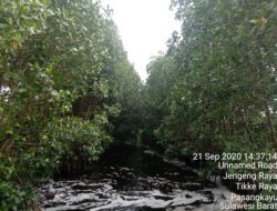 Mangrove di Pasangkayu Sebuah Potensi Wisata Alam?