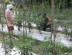 Serda Yunus Suyanto Membantu Bapak Mujahidin Rawat Tanaman Cabe