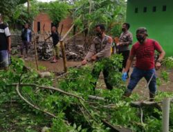 Respon Cepat, Personel Polsek Mapsu Singkirkan Pohon Tumbang
