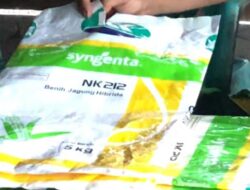 PT. Syngenta Seed Indonesia Bantah Adanya Benih Jagung NK212 Palsu, FKPPH Lanjutkan Pengawalan Dugaan Kasus Ini