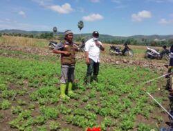 Ketua BPP Kecamatan Tellu Limpoe Sosialisasikan Tanaman Kacang Tanah ke Penyuluh dan Kelompok Tani