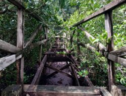 Fasilitas Rusak dan Terkesan Tidak Terawat, Wisata Hutan Mangrove yang Identik Kelelawar di Pulau Pannikiang