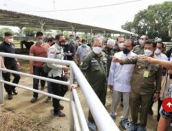 Wali Kota Danny Dampingi Mentan SYL Pantau Kondisi Hewan Qurban