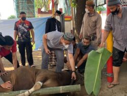 Qurban 68 Ekor Sapi, Dansat Brimob Polda Sulsel awali pemotongan hewan di Mako Batalyon A Pelopor Makassar.