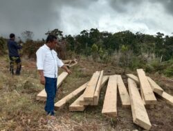 Ilegal Logging di Tojo Una-Una Semakin Marak, Pemerintah Desa Tak Berdaya