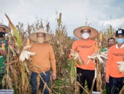 Tanam Perdana Jagung, Bupati Morut Minta Petani Manfaatkan Dana KUR