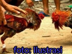 Polisi Amankan 12 Orang Yang Diduga Judi Sabung Ayam di Donri- Donri, 5 Orang di Antaranya Masih Status Saksi