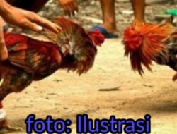 Kasus Judi Sabung Ayam di Donri-Donri, Kasat Reskrim Polres Soppeng: Pelaku Udah Kami Tahan 8 Orang