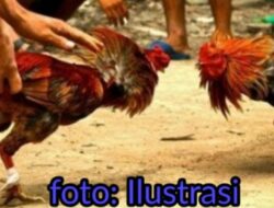 8 Orang Pelaku Judi Sabung Ayam di Donri-Donri, di Jerat Pasal 303 Ancaman Maksimal 10 Thn Penjara