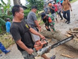 Sinergitas Babinsa 1420-03/ Maritengngae dan Babinkatikmas Bersama Warga Tebang Pohon Mati di Pinggir Jalan Poros