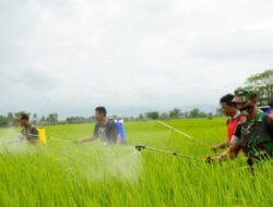 Babinsa Kodim 1420 Sidrap Bantu Warga binaan semprot hama Padi