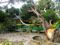 Ruang Kelas Upt Sdn 2 Mojong Tertimpa Pohon Butuh Bantuan Pemda Setempat
