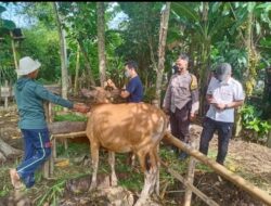 Menjelang Idul Adha, Polres Lobar Melakukan Pengawasan dan Membantu Penanganan Hewan Ternak yang Terkena PMK