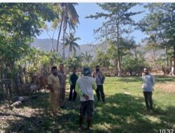 Bhabinkamtibmas Desa Soro Polsek Kempo dan UPTD Dinas Peternakan Kecamatan Kempo sosialisasi PMK terhadap peternak*