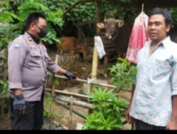 Polsek Batukliang lakukan pengawasan ternak ke kandang-kandang dari wabah PMK*