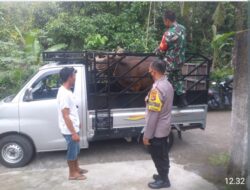 Pantau Mobilitas Dstribusi Hewan Ternak, Ops Aman Nusa II, Polresta Mataram Lakukan Pengawalan.