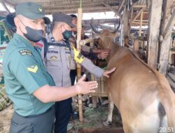 Cegah Penyebaran PMK, Ops Aman Nusa II, Polresta Berkolaborasi Gelar Posyandu Ternak