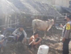 Antisipasi PMK, Ini Yang Dilakukan Bhabinkamtibmas Desa Rempek*