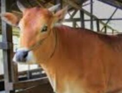 Jelang Lebaran Iduladha, Pemkot Makassar Turunkan 150 Pemeriksa Hewan Kurban