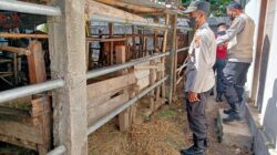 Tekan Zero PMK, Polresta Mataram Tingkatkan Upaya Penanganan Hewan Ternak Sapi Dan Kerbau