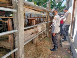 Tekan Zero PMK, Polresta Mataram Tingkatkan Upaya Penanganan Hewan Ternak Sapi Dan Kerbau