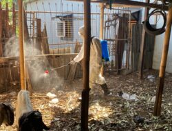 Cegah PMK Biddokkes Polda NTB Edukasi Peternak