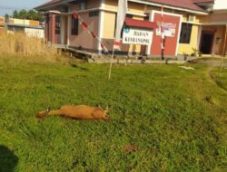 Dua Ekor Sapi Ditemukan Mati Dalam Pekarangan Kantor Kesbangpol