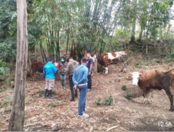 Polsek Praya Barat Daya Gencarkan Vaksin Dalam Upaya Penanggulangan PMK