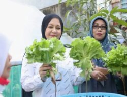 Kunjungi Longwis Bara-Baraya, Wawali Fatma Panen Selada