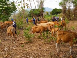 Cegah PMK,Polsek Batulanteh Lakukan Pendampingan Vaksinasi