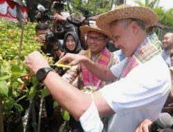 Danny-Ganjar Panen Cabai dan Ikan Nila di Longwis Sydney