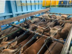 Penyekatan PMK Petugas KP3 Laut Tano KSB Mendapat Kendaraan Truk Bermuatan Sapi