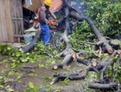 Cuaca Buruk, BPBD Laporkan 12 Pohon Tumbang di Makassar