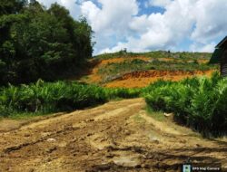 Program Replanting Kabupaten Sambas Diduga Bermasalah, Berharap Kejati Kalbar Mengusut Hal Ini.
