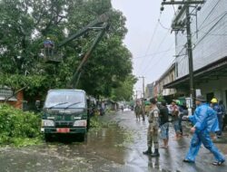 Satpol PP Makassar Bekerjasama dengan Instansi Terkait Evakuasi Sejumlah Pohon Tumbang, Akibat Cuaca Ekstrim