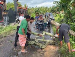Polsek Pujut Evakuasi Pohon Tumbang di Jalan Raya Segale Anyar*