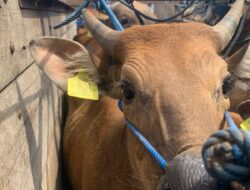 Antisipasi Masuknya PMK, Tim Gabungan Lakukan Penyekatan Hewan Ternak Di Pelabuhan Poto Tano