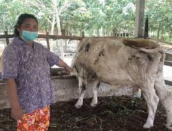 Plt Dirut RPH Ingatkan Masyarakat Waspada Penyakit Sapi Jelang Idul Qurban