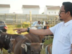 PD RPH Makassar Datangkan Ratusan Ekor Sapi Kurban dari Sumbawa