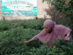 Warga Mariso Panen Cabai dan Hasilkan Rp500 Ribu Per Bulan, Juliaman: Buah Kekompakan dan Program Longwis