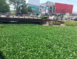 Warga Keluhkan Sungai Di Kelurahan Daya,Kecamatan Biringknaya Tertutupi Eceng Gondok,Sebut Sumber Penyakit Hingga Banjir