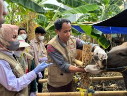 DP2 Makassar Gencar Lakukan Pemeriksaan Hewan Kurban Jelang Idul Adha