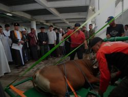 Pj Gubernur Sulsel Saksikan Pemotongan Hewan Kurban di Masjid Kubah 99 Asmaul Husna