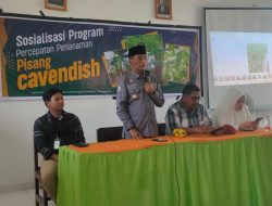 Sosialisasi Program Pengembangan Pisang Cavendish Skala Bisnis di Polman, 100 Hektare Sudah Siap