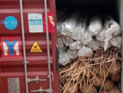 Bok Kontiner Sebanyak 8, Diduga Berisi Rotan Ilegal di Bongkar Kanwil BC Tidak Transparan