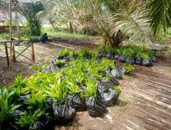 Miris….! , Masyarakat Kena Prank, diduga bantuan bibit di Kabupaten Sambas dari BPDASHL/ KLHK Provinsi Kalbar bermasalah