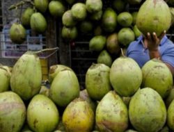 Fakta Mengejutkan tentang Waktu Ideal Minum Air Kelapa