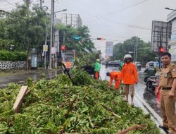 Lurah Bontoala Evakuasi Pohon Tumbang di Wilayahnya