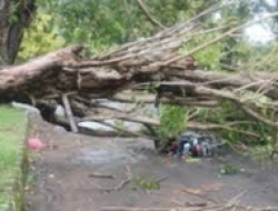 Akibat Cuaca Ekstrem  Pohon Tumbang di Sejumlah Titik, Ini Imbauan DLH Makassar