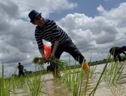Pulang ke Kampung, Anggota DPR-RI Rudianto Lallo Tanam Padi di Sawah Sebagai Anak Rakyat